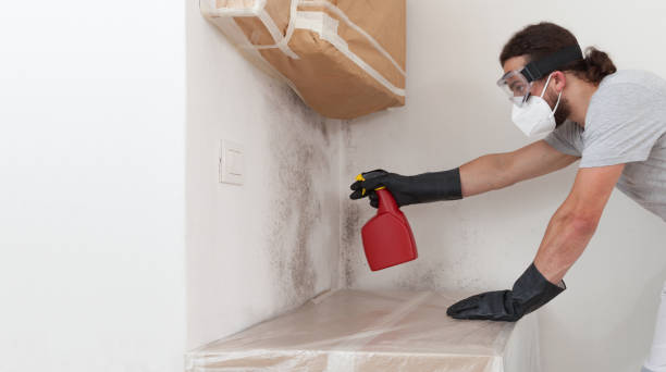 Professional Mold Remediation technician working in Puyallup, WA